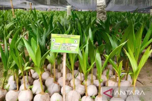 Nilai Tambah Terbuang, CORE Dorong Revolusi Hilirisasi Kelapa
