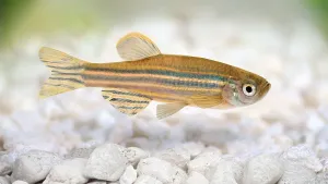 Teknologi Semikloning Ikan Zebra Asal Tiongkok Buka Jalan Baru Riset Penyakit Vertebrata