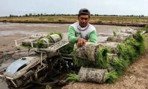 Food Estate Harus Libatkan ...