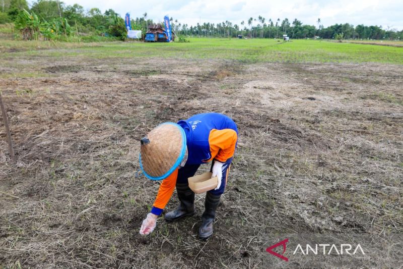 Ketahanan Pangan Diperkuat, Bangka Tengah Serentak Kemban...
