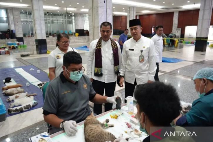 Ratusan Ekor Kucing Disteril dan Divaksin di EastJakFest ...