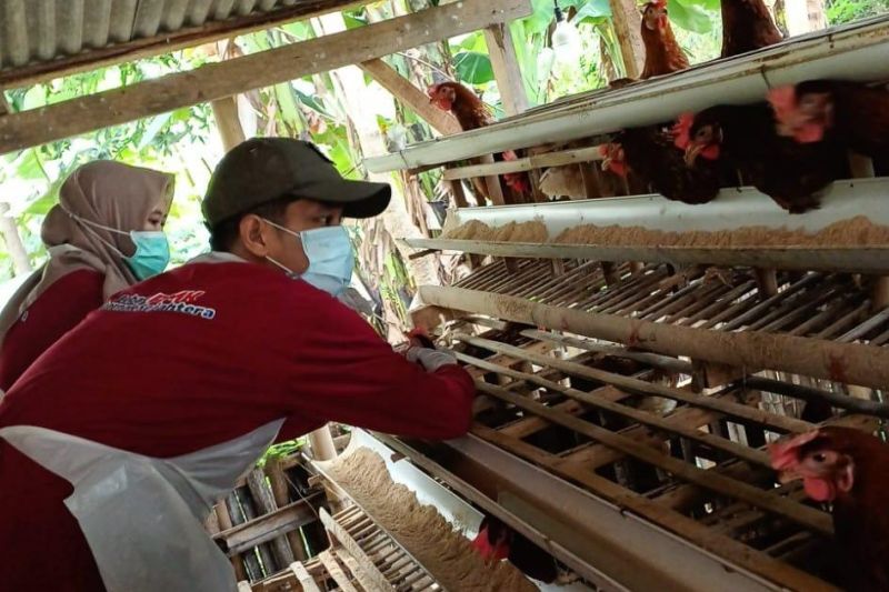 Cegah Penyebaran Flu Burung AI, Swab Unggas Dilakukan di Wonomerto dan Krejengan.