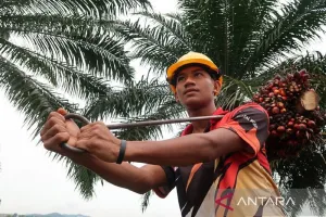 Pekerja Migran Kian Jadi Andalan Devisa, Remitansi 2025 Tunjukkan Tren Positif