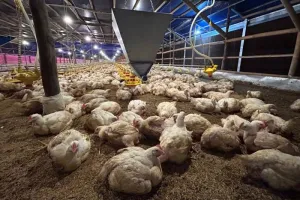 Perhimpunan Peternak Dorong Perbaikan Tata Kelola untuk Stabilkan Harga Ayam