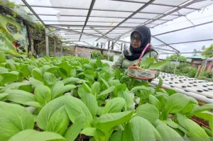 Pertanian Cerdas Jadi Kunci, BRIN Dorong Penerapan Teknologi AI untuk Kurangi Jejak Karbon