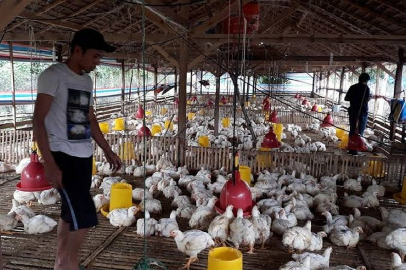 Peternak Minta Regulasi Diperkuat, Harga Ayam Jangan Dibi...