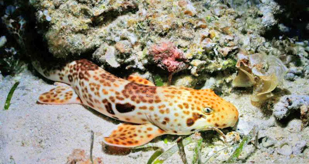 gbr