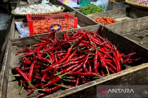 Harga Cabai Rawit Rp70.400/Kg, Telur Ayam Rp29.750/Kg di Kamis Pagi