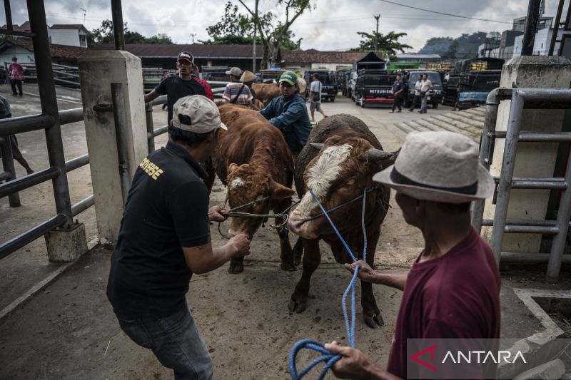 Inseminasi Buatan Jadi Solusi Jangka Panjang Jaga Populasi Kerbau di Dharmasraya.