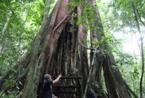 Pasar Karbon Jadi Sorotan, RI Pastikan Integritas Tak Bisa Ditawar