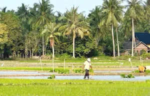 Petani Aceh Timur Sudah Terapkan Digitalisasi Pertanian