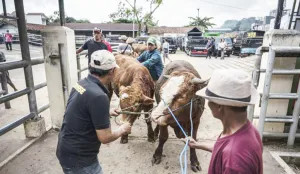 Program Inseminasi Buatan Kerbau untuk Cegah Kepunahan