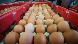 Waspada Flu Burung! Papua Nugini Setop Impor Telur Australia