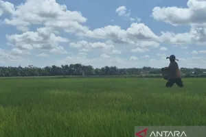 Cetak 520 Hektare Sawah Baru, Tanjung Jabung Timur Pacu Swasembada