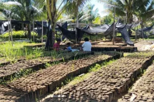 Maluku Genjot Produksi 1 Juta Bibit Kakao, Fokus Maluku Tengah dan Seram Bagian Timur.