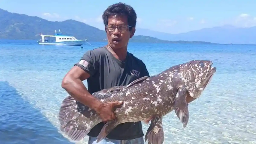 Balai TN Bunaken Tangani Penemuan Ikan Purba Coelacanth d...