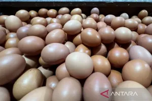 Harga Telur Ayam Rp29.750/Kg, Bawang Merah Rp50.950/Kg di Sabtu Pagi