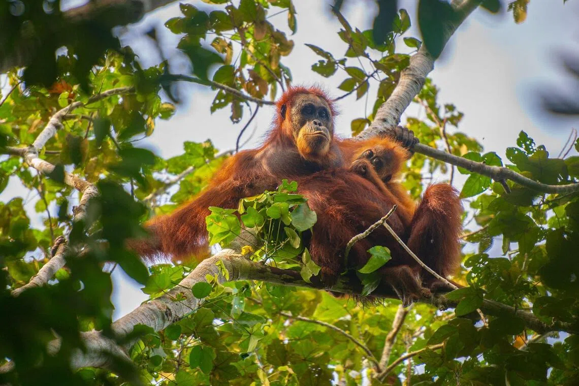 Tiga Ekor Orang Utan kembali ke Rimba Kalimantan