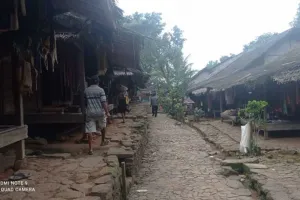 Babi Hutan dan Monyet Serbu Ladang Petani Badui