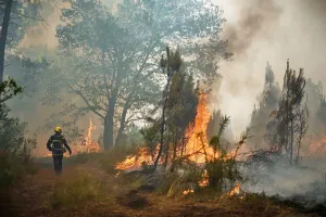 Dampak Gelombang Panas, Kebakaran Hutan Hebat Mengamuk di Jerman