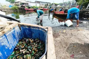DPRD Bekasi Usut Dugaan Pencemaran Laut di Tarumajaya, Hasil Tangkapan Nelayan Menurun.
