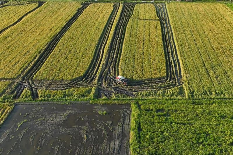Kementan Percepat Cetak 2.000 Hektare Sawah di Papua Pegunungan, Perkuat Ketahanan Pangan dan Swasembada Nasional