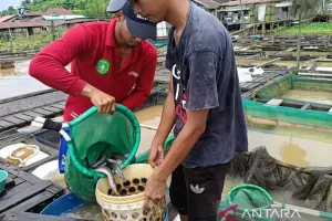 Rahasia Panen Ikan Air Tawar Berlimpah di Kaltim