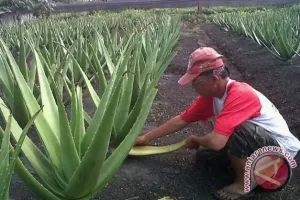 Tak Lagi Jual Bahan Mentah, Kementan Dorong Lidah Buaya Pontianak Naik Kelas