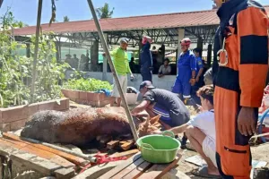 Evakuasi Seekor Sapi yang Tercebur ke Dalam Sumur di Gunungkidul