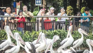 Ragunan Cetak Rekor Dikunjungi 135.500 Pengunjung Saat Puncak HUT Jakarta