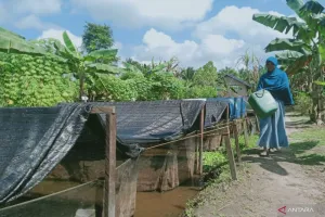 Maksimalkan Potensi Perikanan, Penajam Siap Jadi Sentra Ikan Air Tawar-Payau