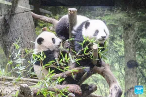 Ditinggal Panda Raksasa ke Tiongkok, Kota Shirahama Jepang Cari Cara Baru Gaet Wisatawan