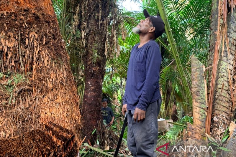 Hutan Sagu Papua Dinilai Potensial Dukung Swasembada dan ...