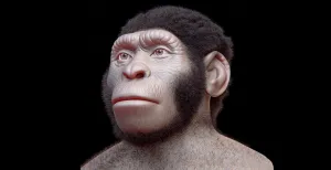 Misteri Fosil Homo naledi yang Semuanya Perempuan
