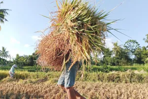 Pemkab Lombok Tengah Salurk...