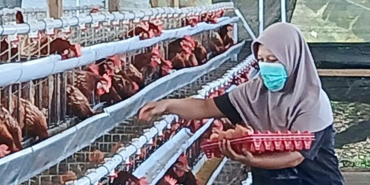 Peternak Menjerit Harga Telur Anjlok, Desak Solusi Cepat ...