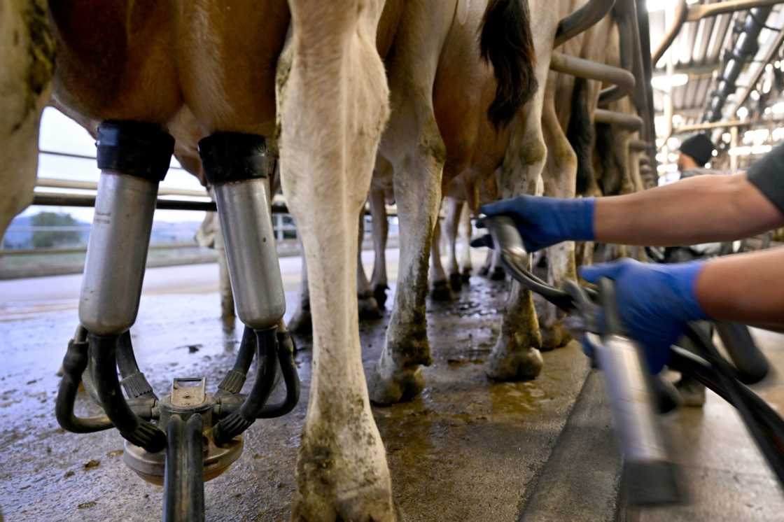 New Zealand Siap Dongkrak Produksi Susu Indonesia