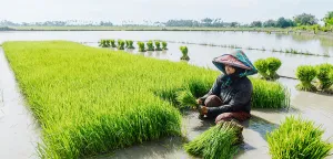 Padi yang Mampu Menangkap Nitrogen Sendiri Akhiri Penggunaan Pupuk Kimia
