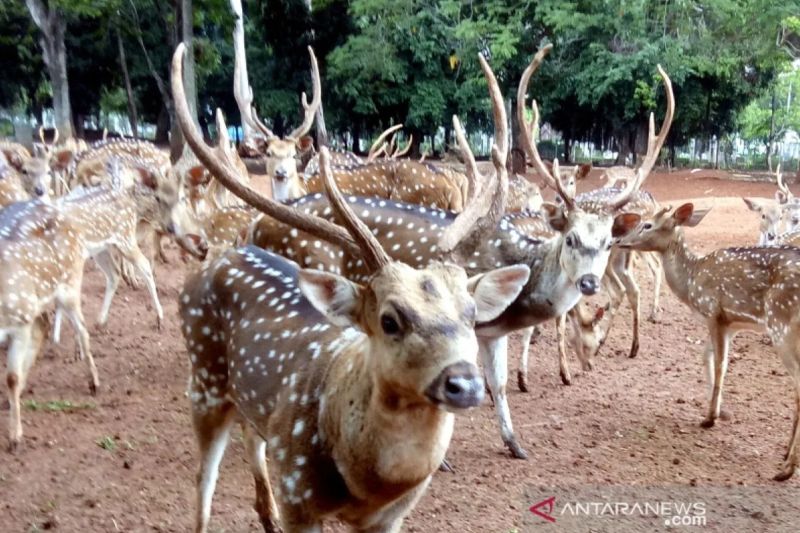 Rusa Sempat Berkeliaran di Jalanan, Polisi Pastikan Sudah...