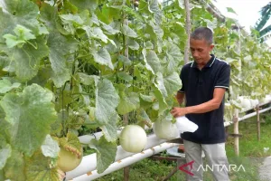 Banda Aceh Kembangkan Urban Farming, Ketahanan Pangan Diperkuat