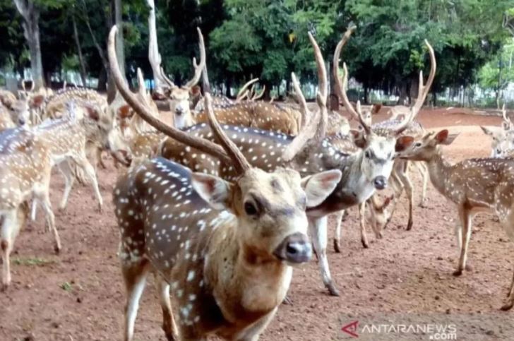 Bikin Heboh! Rusa TMP Kalibata Lepas ke Jalan Raya Saat Hendak Diberi Pakan