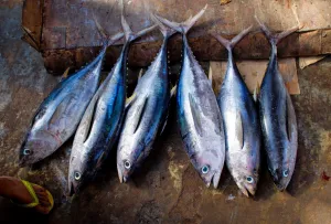 Dongkrak Pasokan Tuna, New Zealand Tambah Komitmen Bantuan Perikanan Pasifik