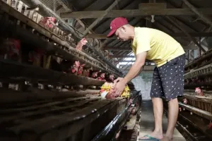 Harga Telur Ayam Turun, Pemprov Jatim Perkuat Perlindungan Peternak