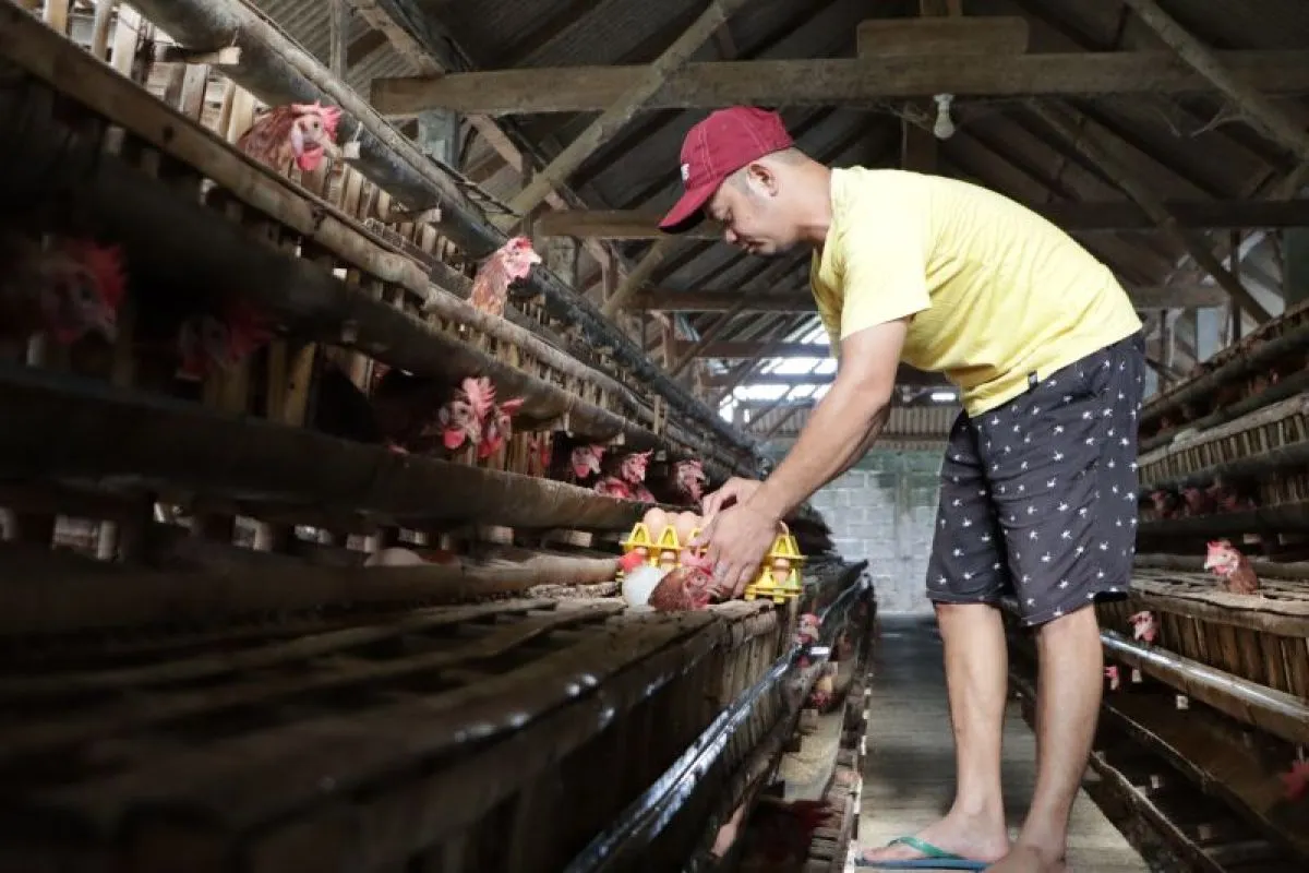 Harga Telur Ayam Turun, Pemprov Jatim Perkuat Perlindungan kepada Peternak