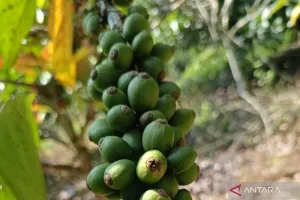 Kopi Liberika, Jejak Baru Kehidupan di Tepian Hutan Lindung Kaltim