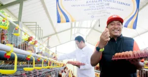 Peternak Ayam Petelur Difasilitasi Pemkab Situbondo untuk Pasok Telur ke SPPG