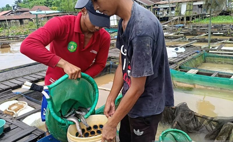 Produksi Ikan Air Tawar di Kaltim Kini Melimpah Berkat Me...