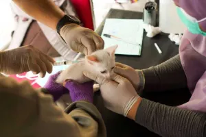 Vaksinasi Rabies pada 2.500 Ekor Lebih Hewan di Bulan Vaksinasi Rabies 2026