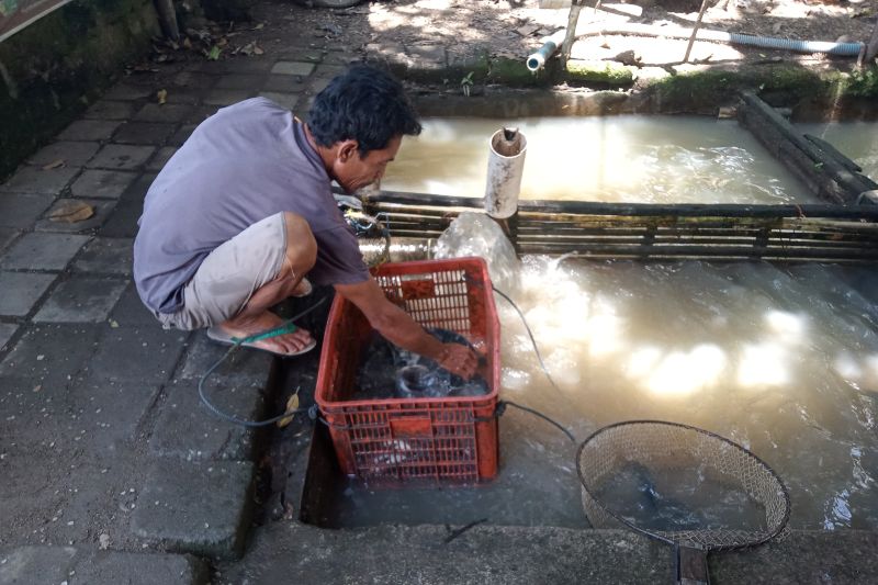 133 Kelompok Budidaya Ikan di Mataram Terima Bantuan Rp1,7 Miliar dari DKP.
