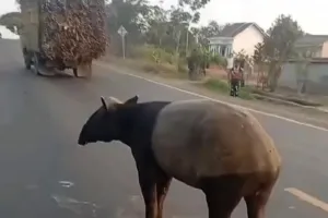 Tapir Disembelih Warga Mesuji, BKSDA Bengkulu Pastikan Kronologi Kejadian.